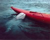 Beluga Whale Picture
