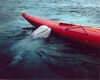 Beluga Whale Picture